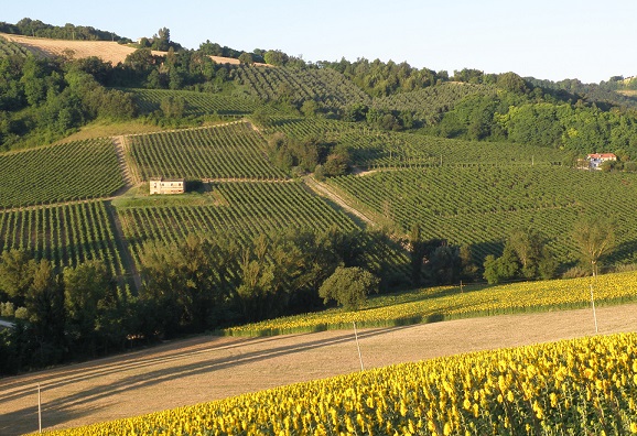 Sartarelli - Balciana Vineyards